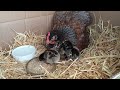 How to Hatch Chicks Successfully with a Broody Hen - Quick Guide
