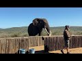 Rambo Bayete Elephant Interaction