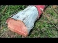cutting down 2 mahogany trees endangers road users - STIHL MS 881 chainsaw