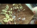 Best Way to Peel Garlic | Most efficient / easiest method to peel garlic