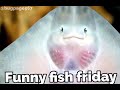 funny fish friday