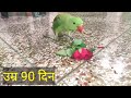 Alexander Baby Parrot Growth Day by Day | Full Care and Training Details in Hindi  @PapaKaParrot