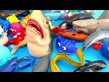 Sea Animals Flash Card Montessori for Kids