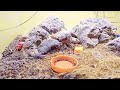 Feeding Time Hermit Crab || Memberi Makan Kelomang dengan Kelapa #feeding #time #hermitcrab