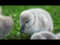 🌱 Soothing Music of Springtime: Beautiful Hymns for Easter's Resplendent Arrival 🕊️ -4K