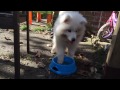 Luka - Samoyed puppy 9-12 weeks old