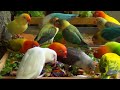 Lovebirds Mealtime: September 2023 - Fresh Vegetables