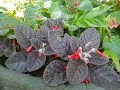 Sinningia 'Barista', a bullata hybrid with very dark leaves