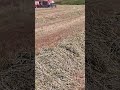 Chopping oat silage