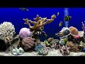 Soothing Fish Tank For Cats | Aquarium Water Sounds | Focus, Sleep & Meditation | 6 Hours