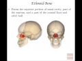 Anatomy and Physiology of Axial Skeleton