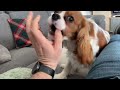 Cavalier King Charles and Crazy Laughs
