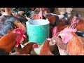 Inside a Farm Breeding Free-Range Chicken - Feeding Clean Food - Clean Chickens Farming