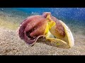 Colors of the Ocean 4K ULTRA HD - Best 4K Sea Animals for Relaxing and Soothing Music #8