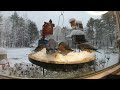 The whole bluebird family snacking in the snow feeder