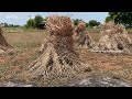 21 days Produce green and dry fodder | Sudan Sorghum Grass | Sudan Sorghum Fodder