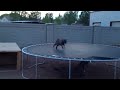 Baby Goat discovers trampoline