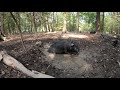 How We Raise Pigs in the Woods | Forest Raised Pork
