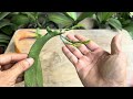 How Miraculous It Makes An Orchid Leaf Like This Still Revive Instantly