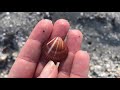 Florida Shelling Jupiter Island; We traveled FROM the seashell capital of the world to find shells.