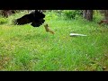Squirrel vs Blue Jay and Crow