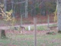 Deer from Office Window