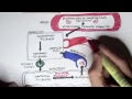 Liver Physiology