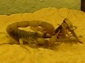 Hadrurus Arizonensis catching a large grashopper