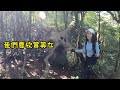 【北得拉曼】巨木🌲｜內鳥嘴山｜🍁迴音谷｜👀錯過了🍂黃金山毛櫸嗎?  🌈五彩繽紛之旅！