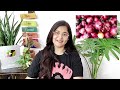 🔴HOW TO GROW HEALTHY BUSHY CURRY PATTA PLANT कड़ी पत्ते की देखभाल और घना कैसे बनाए #curryleaves