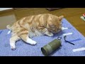 Cat Grenade (Fixed)