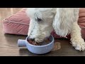 Goldendoodle Review Ollie Fresh Food