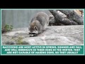 Interesting Facts about Raccoons – Cute Animal Video for School Learning