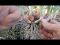 How to grow an endless supply of perennial green onions!