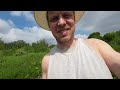 Overgrgrown Allotment Progress. How I've Made My Weed Problem Worse. Vlog 7