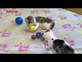 Rescue of young mama cat and her kittens abandoned next to the road