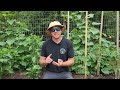 How to STOP the Squash Vine Borer! |This Actually Works|