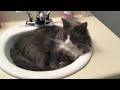 cat in sink