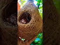 नारियल के छिलको के प्रयोग से इस तरह बनाए चिड़िया का घोंसला 🐦#shorts #trendingsong #viral #birds nest