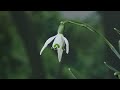 Snowdrops in time-lapse and real time - UHD 4K