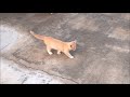 Kitten Walking