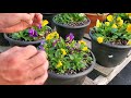 How To Grow and Care For Pansies |Everything You Need To Know|