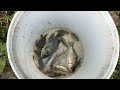 Chinh Phục Rô Phi Cùng Cá Diếc Trong Hồ Lớn - Lão Làng Vlog