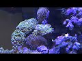Kessil A360W on 60 Deep Blue Cube Saltwater Reef Aquarium Updated