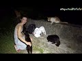 Hungry Stray Cats Meet the Food Lady at Midnight - Feeding Stray Cats