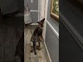 German Shepherd puppy figuring out the child-proof gate #shorts #germanshepherdpuppy