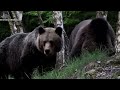 Obrovský medveď a medvedica počas ruje Huge bear&female bear during the rut