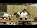 Pygmy Goats Enjoy a Bit of Morning Exercise