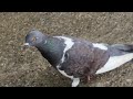 Rock pigeon.. wood pigeon?