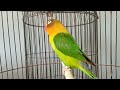 Lovebird Chirping Sounds